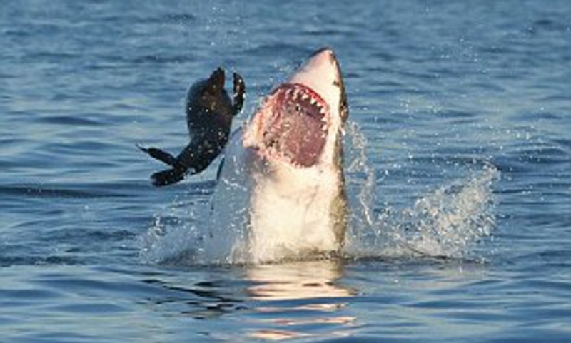 Great White Shark , Carcharodon carcharias,