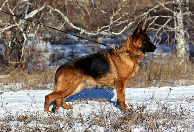 Хердер ЗКС