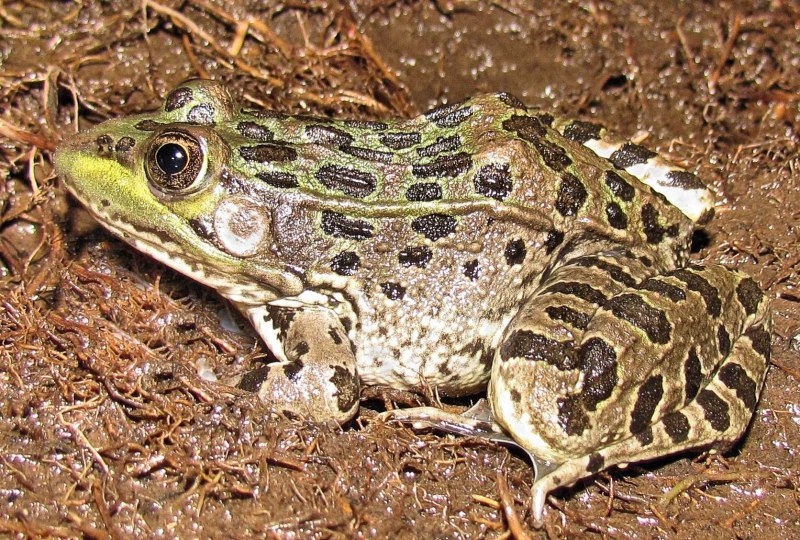 Lithobates pipiens