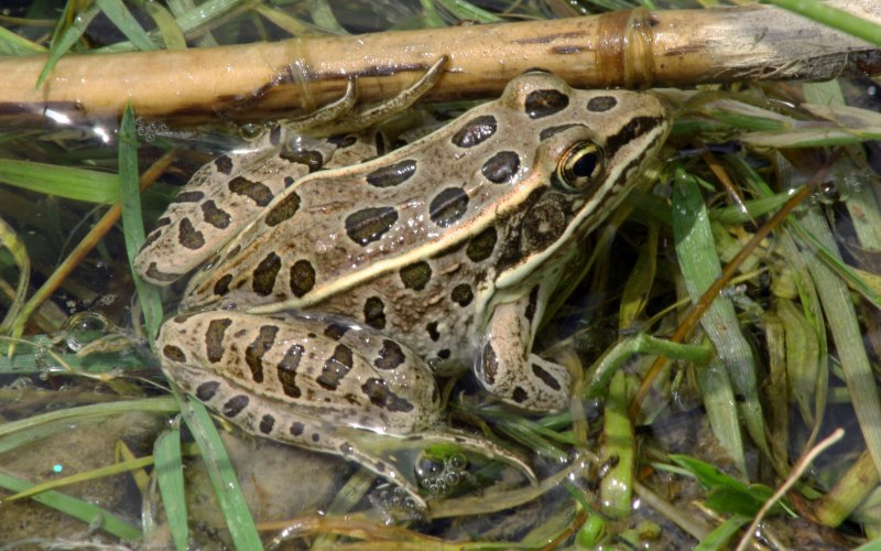 Лягушки Rana pipiens