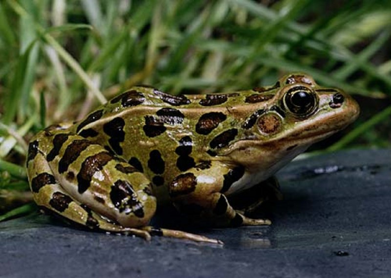 Леопардовой лягушки Rana pipiens