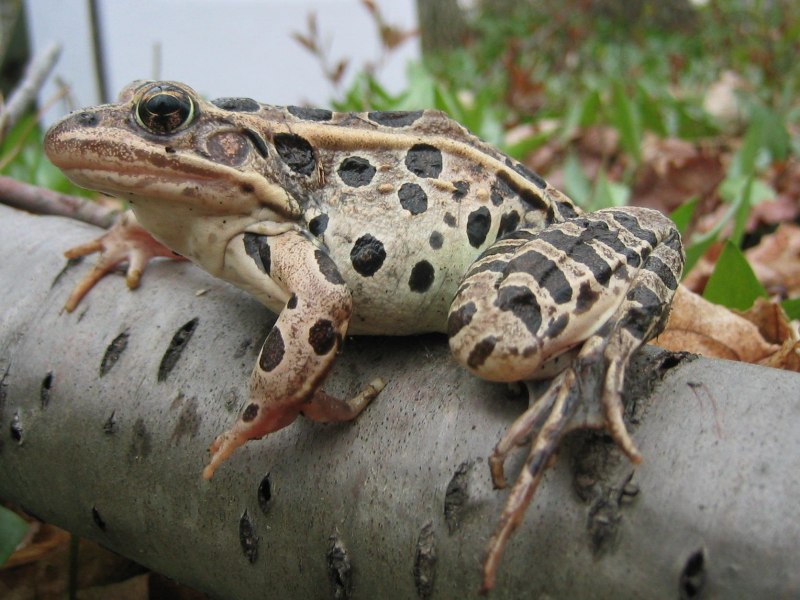 Леопардовой лягушки Rana pipiens