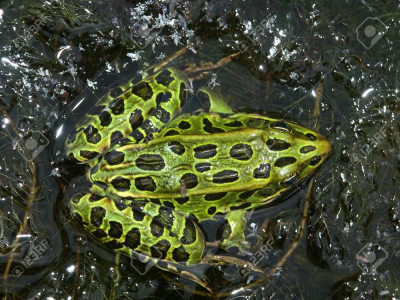 Frogs in the Bible