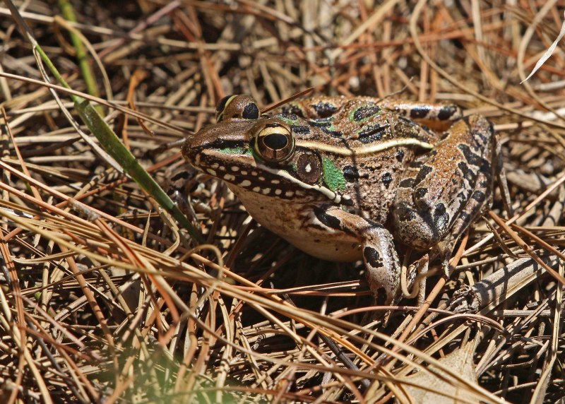 Бурая жаба Bufo guttata