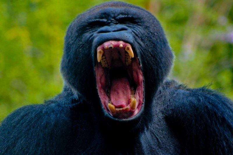 Бешеная горилла (54 фото)