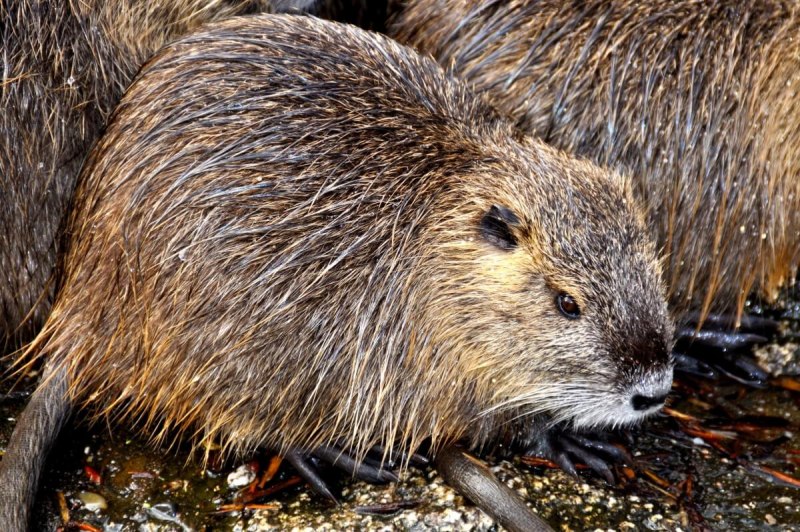 Myocastor coypus нутрия