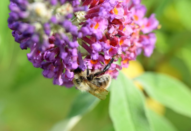 Пчела-плотник Xylocopa Valga Gerstaecker, 1872