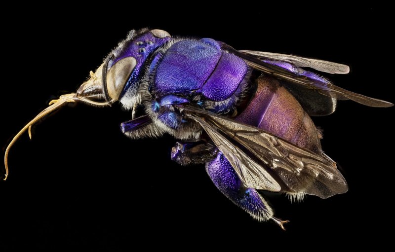 Пчела-плотник Xylocopa
