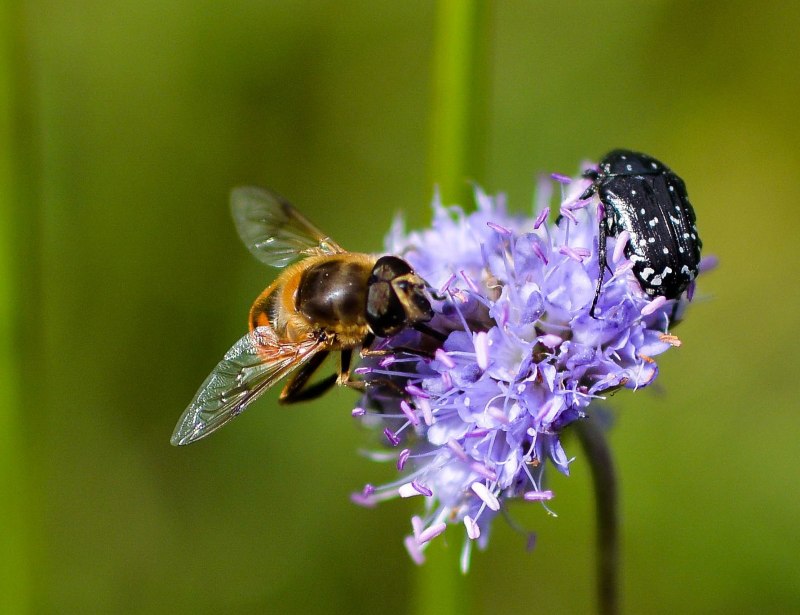 Пчела-плотник фиолетовая Xylocopa violacea l.