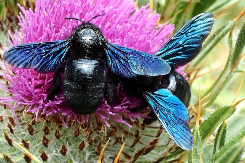 Фиолетовая пчела (43 фото)