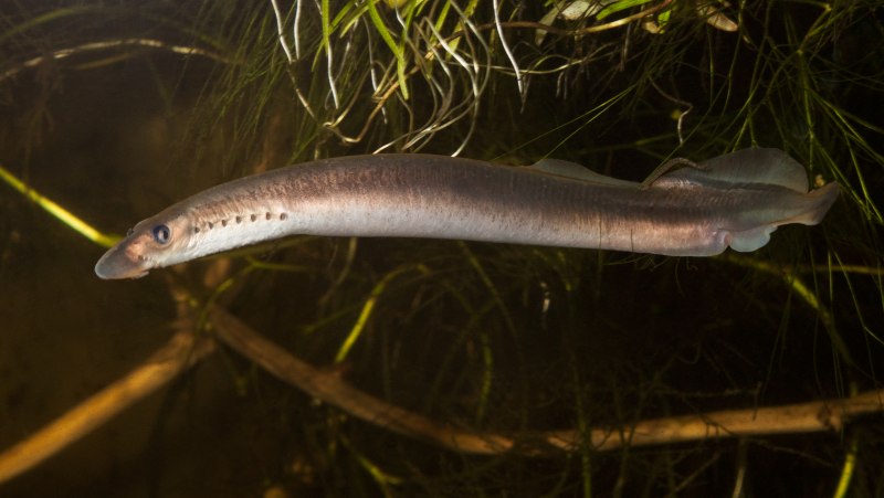 Речная минога Lampetra fluviatilis