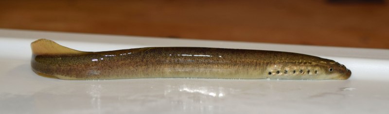 Каспийская минога Caspiomyzon wagneri