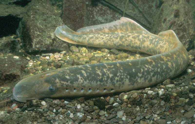 Морская минога (Petromyzon Marinus)
