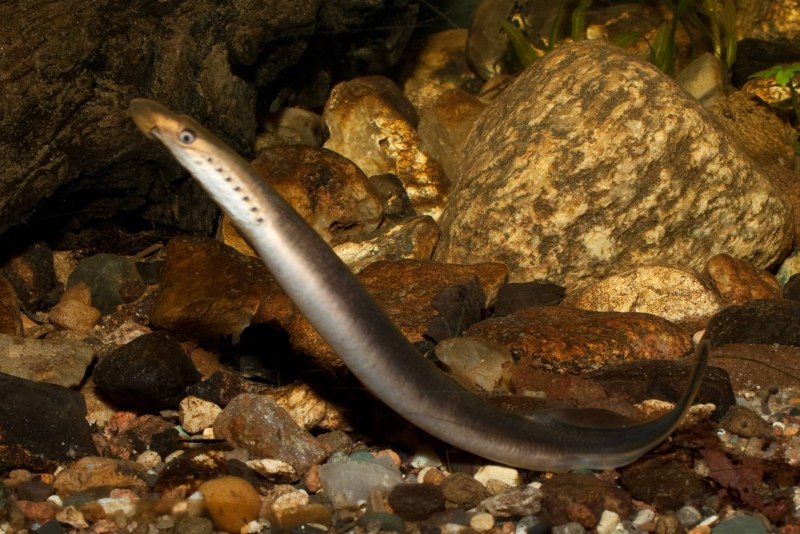 Речная минога Lampetra fluviatilis