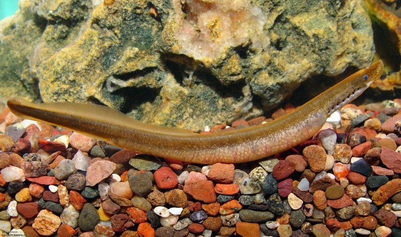 Речная минога Lampetra fluviatilis