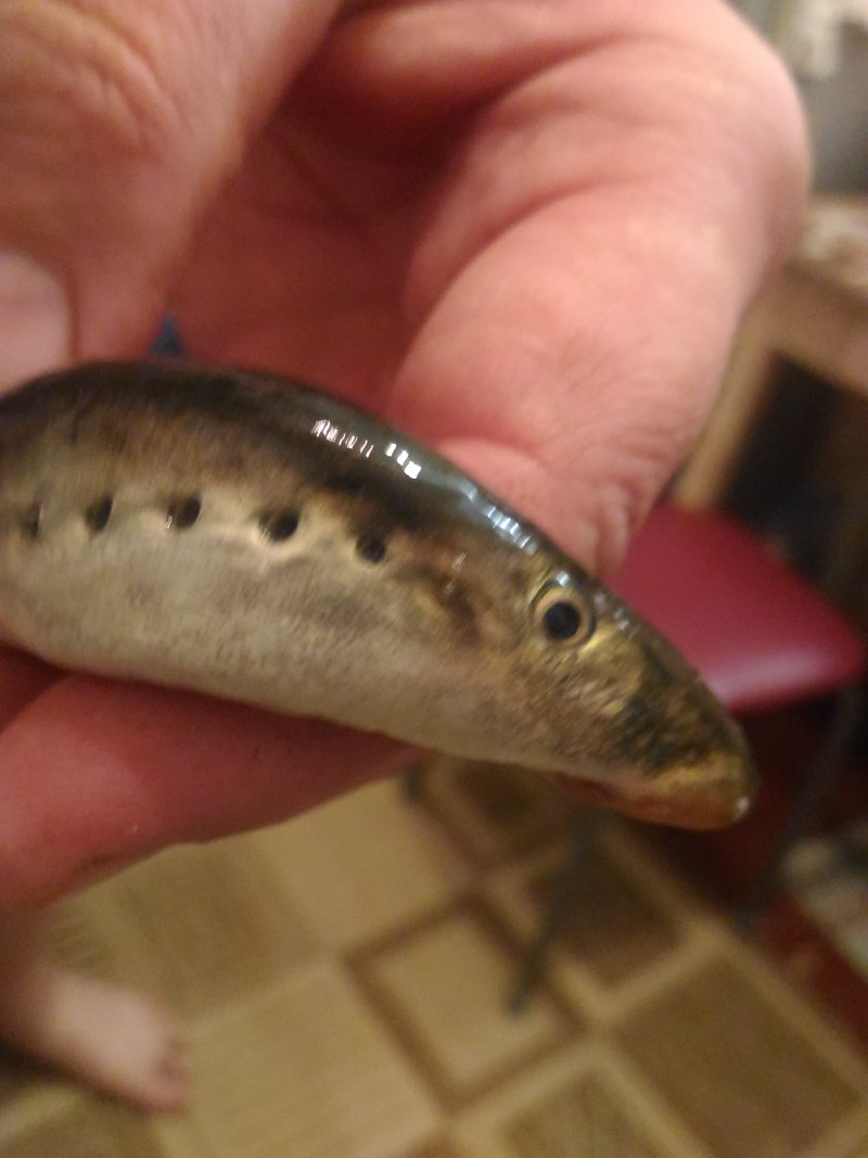 Морская минога (Petromyzon Marinus)