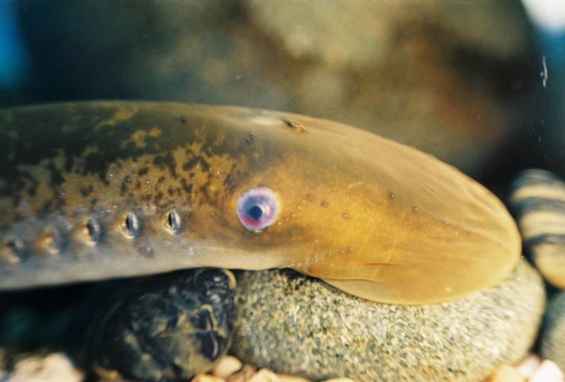 Каспийская минога Caspiomyzon wagneri