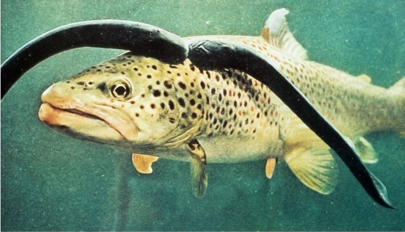 Морская минога (Petromyzon Marinus)