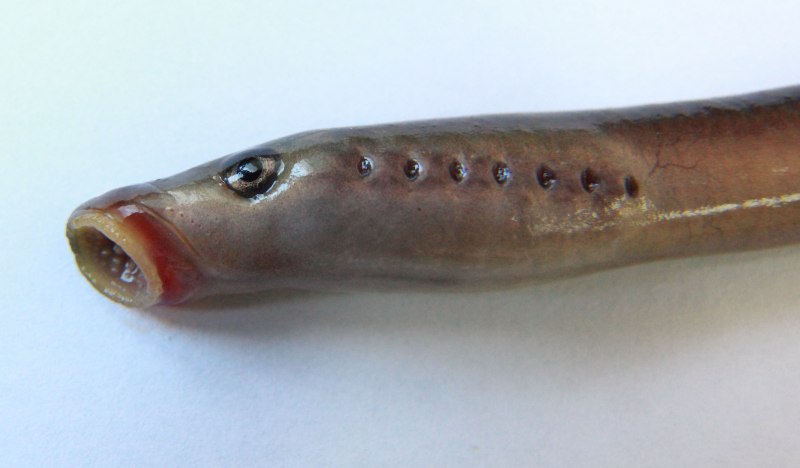 Каспийская минога Caspiomyzon wagneri