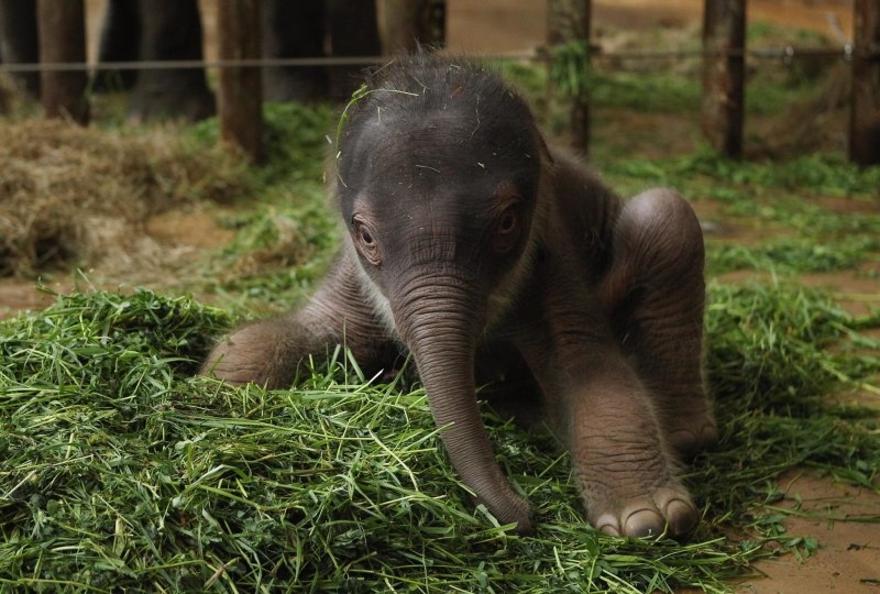 Новорожденный слон (45 фото)