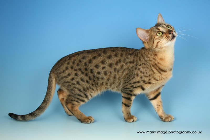 Египетская МАУ кошка