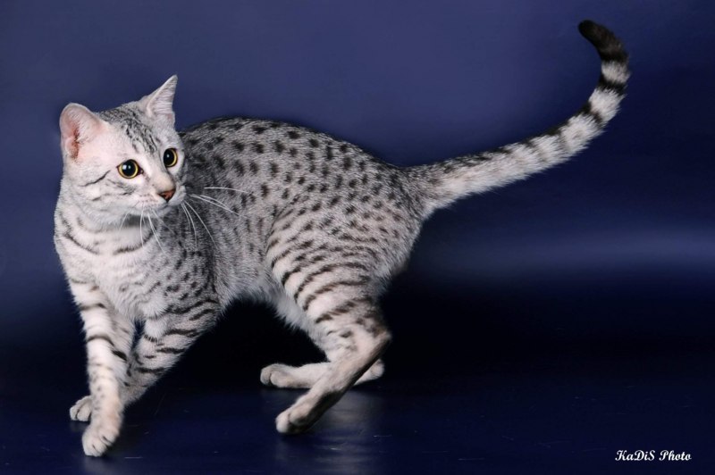 Египетская МАУ кошка