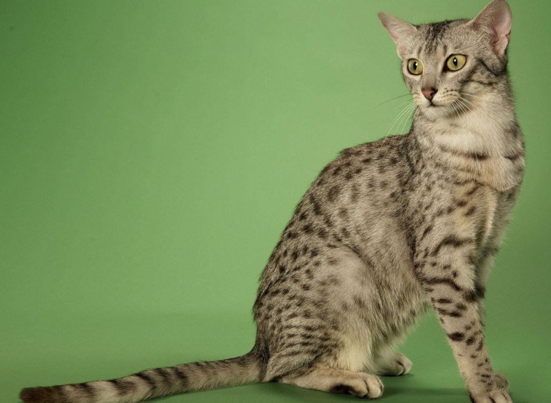 Египетская МАУ кошка