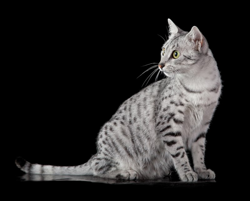 Египетская МАУ кошка