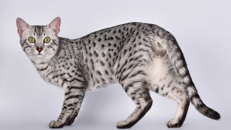 Египетская МАУ кошка