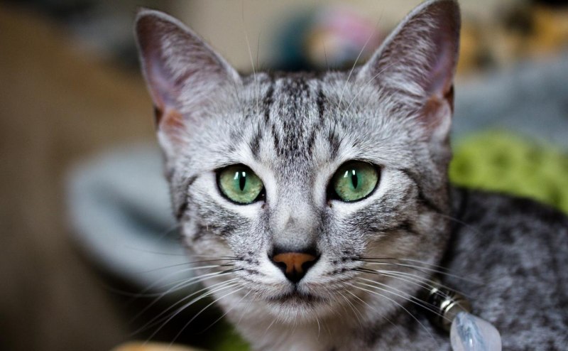 Египетская МАУ кошка