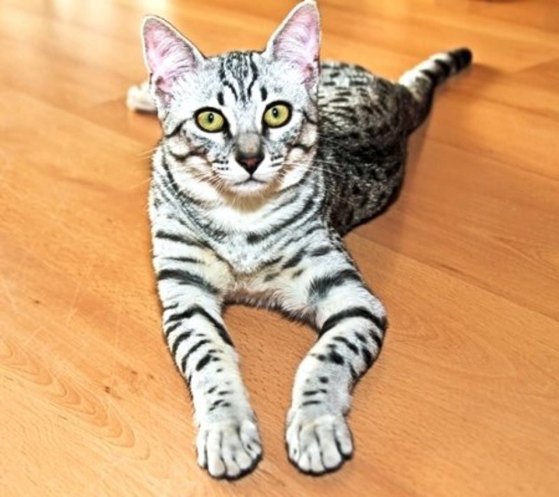 Египетская МАУ кошка