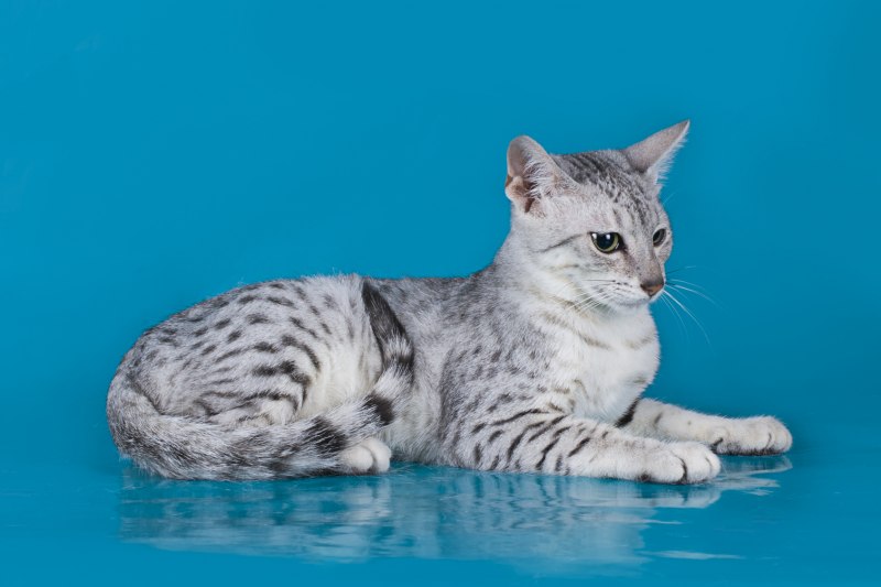 Египетская МАУ котята