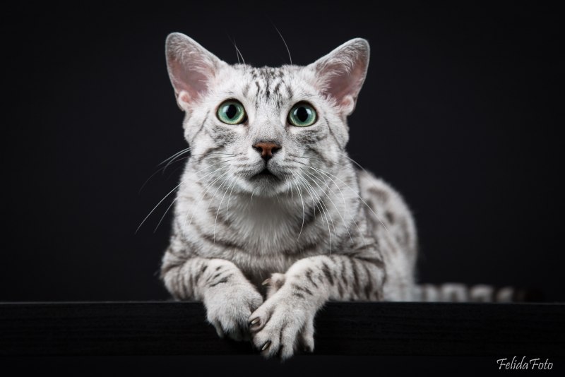 Коты породы Египетская МАУ