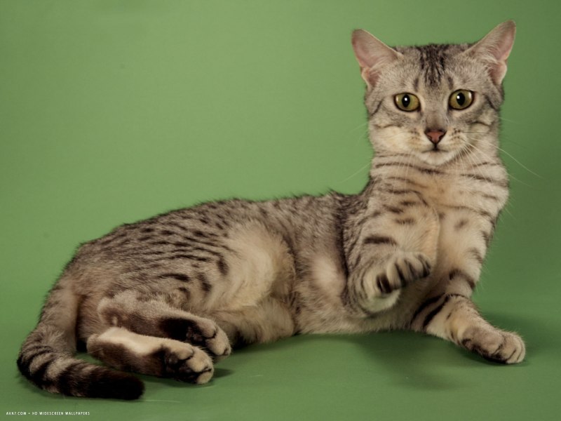 Египетская МАУ кошка