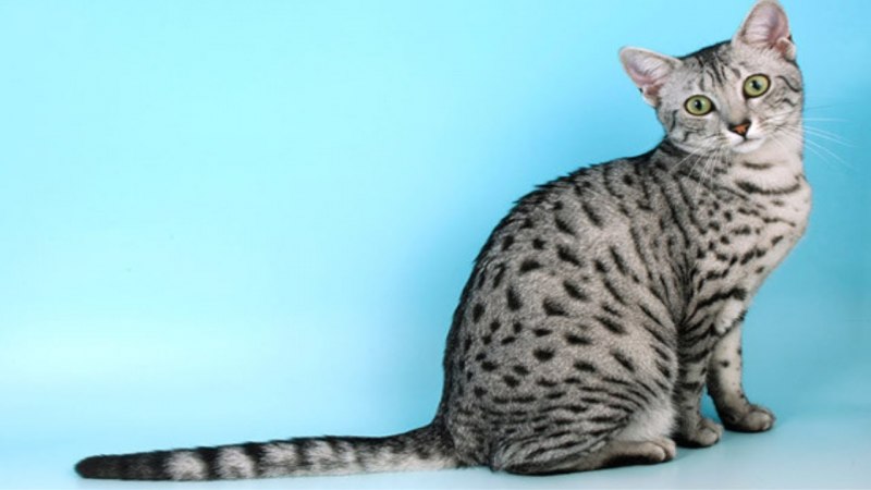Аравийский МАУ кошка