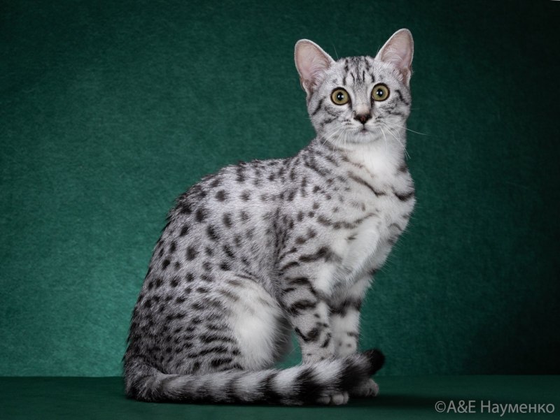 Кот Египетский МАУ