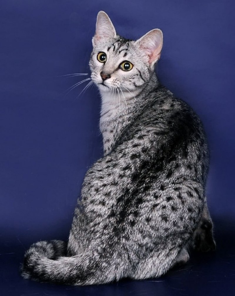 Кошка Египетская МАУ котенок