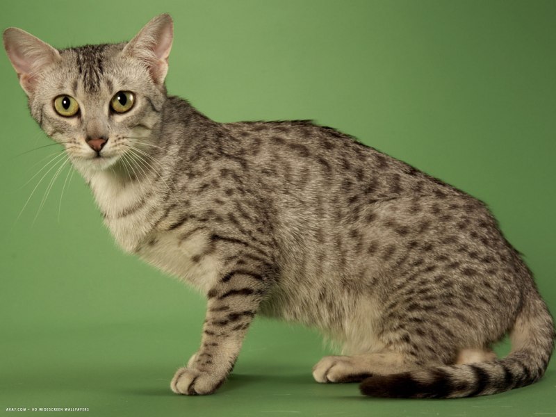 Египетская МАУ кошка черная