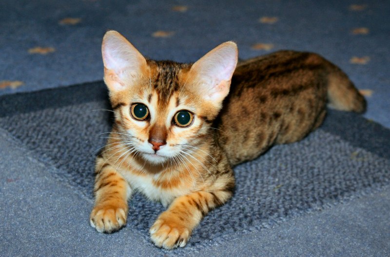 Оцикет кошка