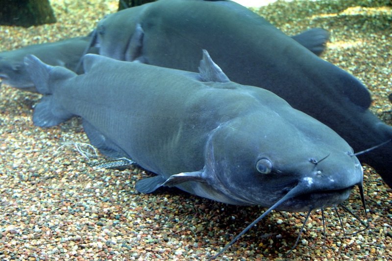 Channel Catfish рыба