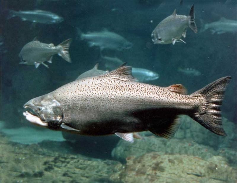 Чавыча (Oncorhynchus tschawytscha)