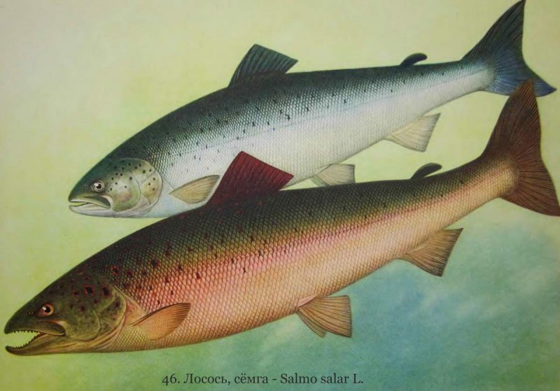 Сёмга (Salmo Salar