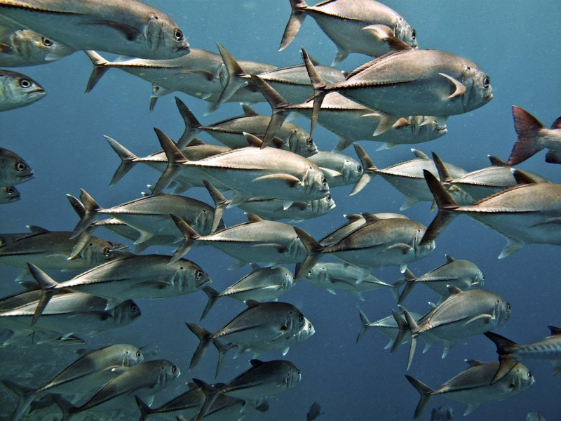 Каранкс красное море