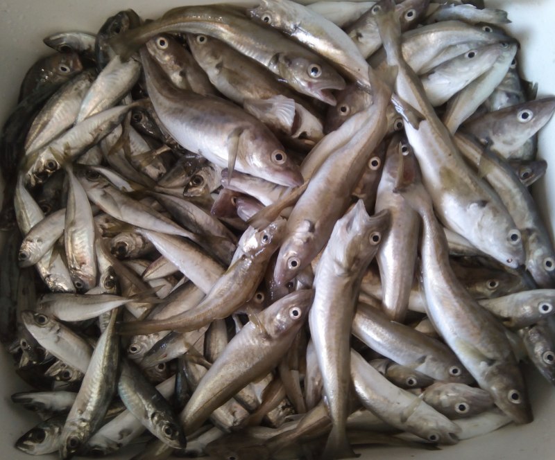 Рыба хоки (макруронус)