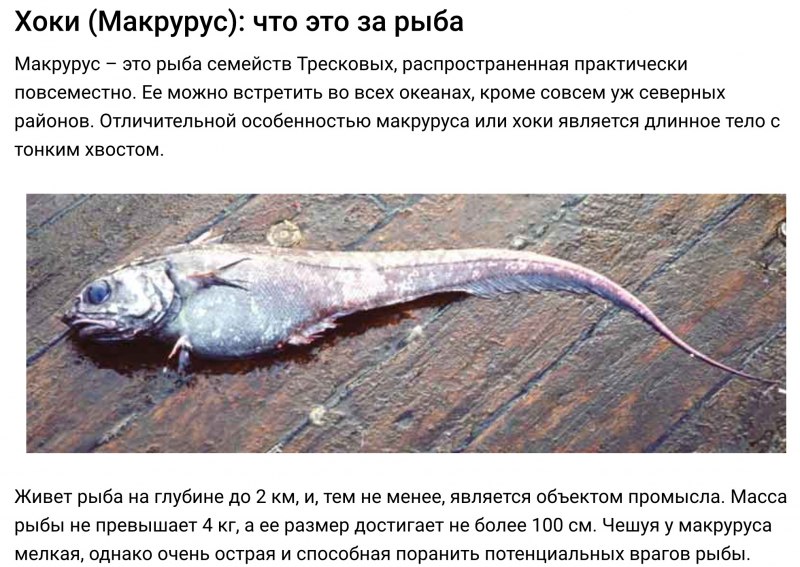 Северный макрурус (macrourus berglax)