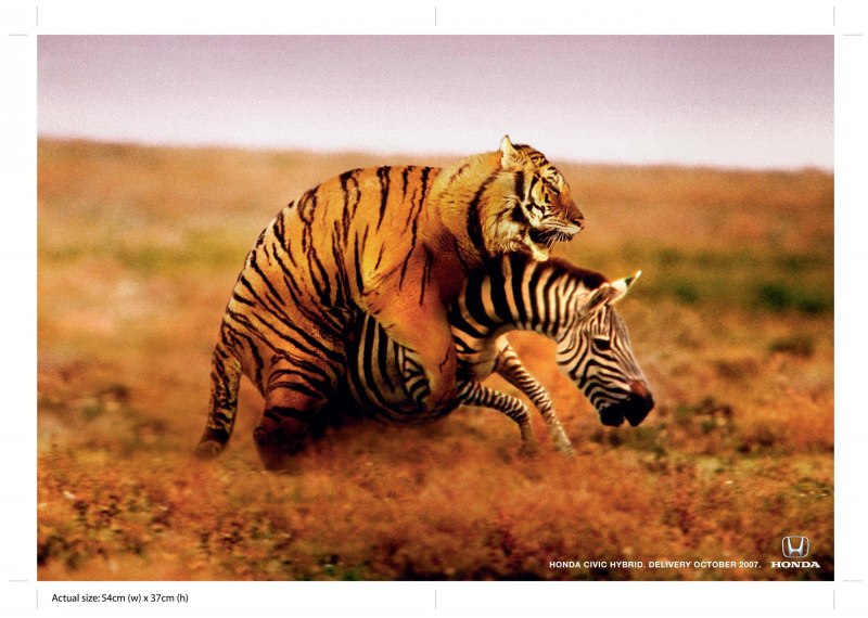 Lionesses Hunt Zebras