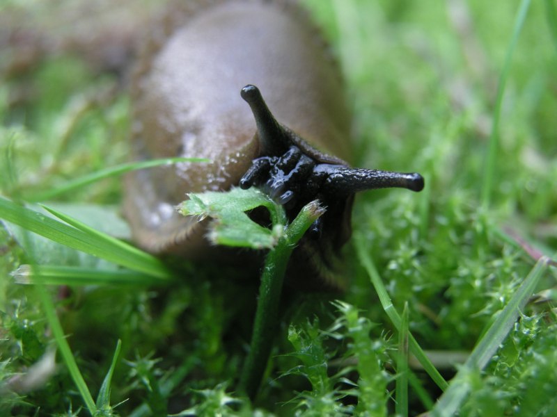 Arion vulgaris СЛИЗЕНЬ
