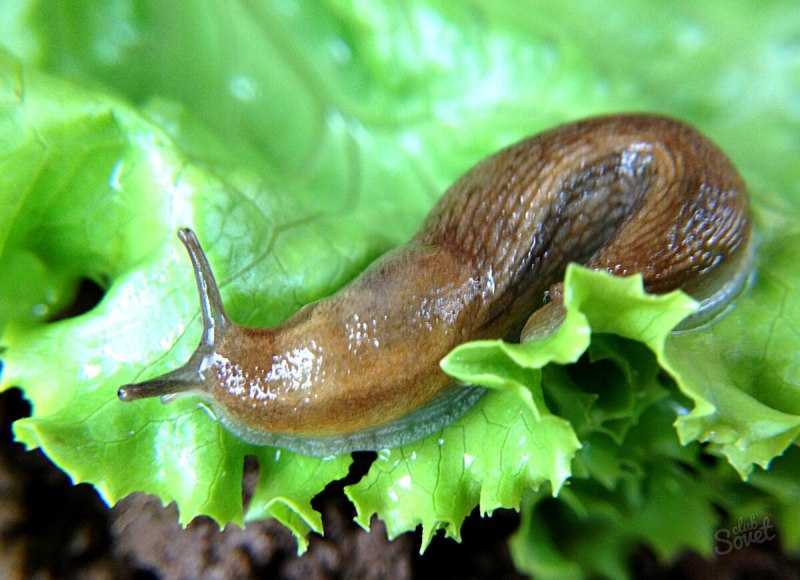 Улитка Arion subfuscus