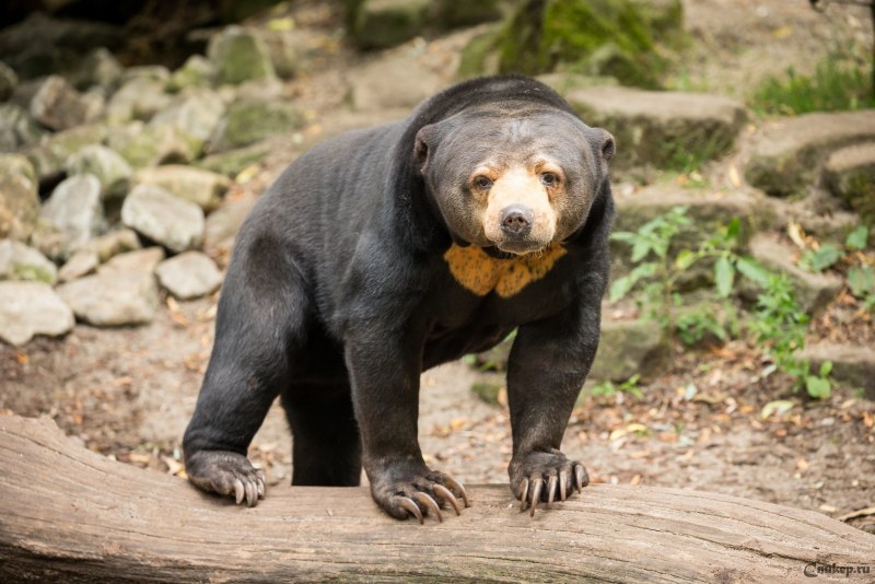 Малайский медведь (53 фото)