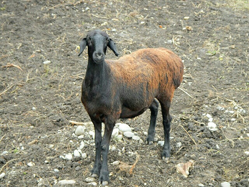 Баран карабей. Гиссарская порода Баранов. Баран черный курдючный. Гиссарская порода овец. Баран гиссарской самка.